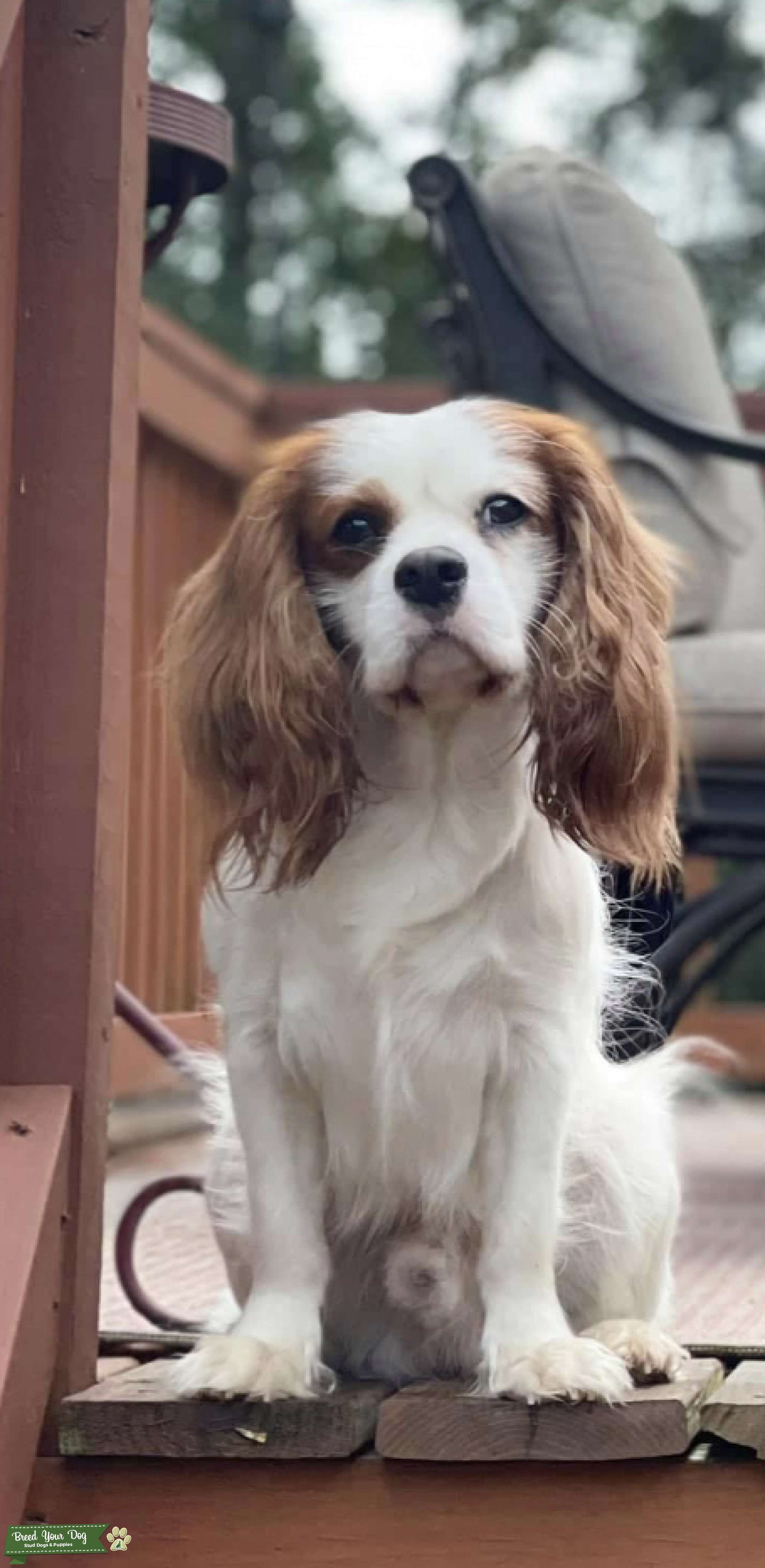 Cavalier Stud available Stud Dog in North Carolina, the United States