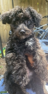 Toy Poodle Stud Listing Image