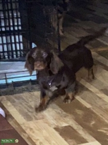 Female dachshund  Listing Image
