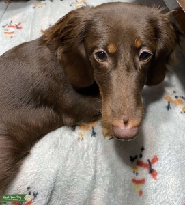 Looking for male to breed Listing Image