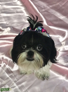 Female Shih Tzu going into heat- ISO stud Listing Image