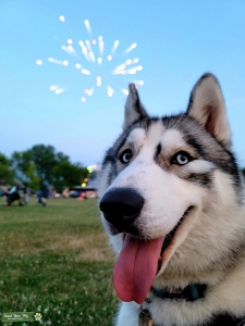 Young Husky  Listing Image