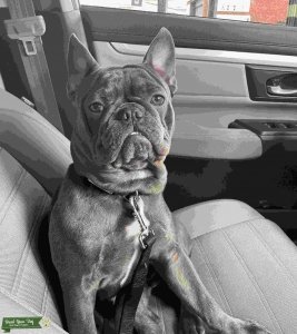 French Bulldog stud Listing Image