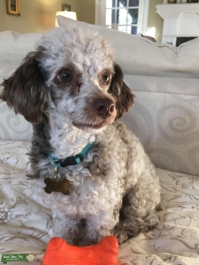 Mini Poodle  Listing Image