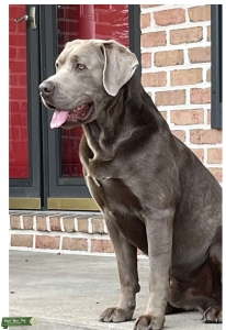 Silver Lab looking for a girl Listing Image