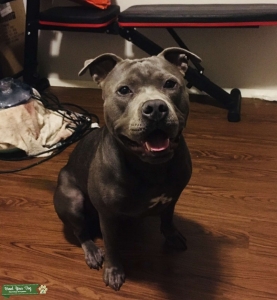 Blue American Staffordshire  Listing Image