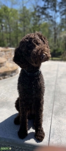 Multigenerational Chocolate Labradoodle  for stud Listing Image