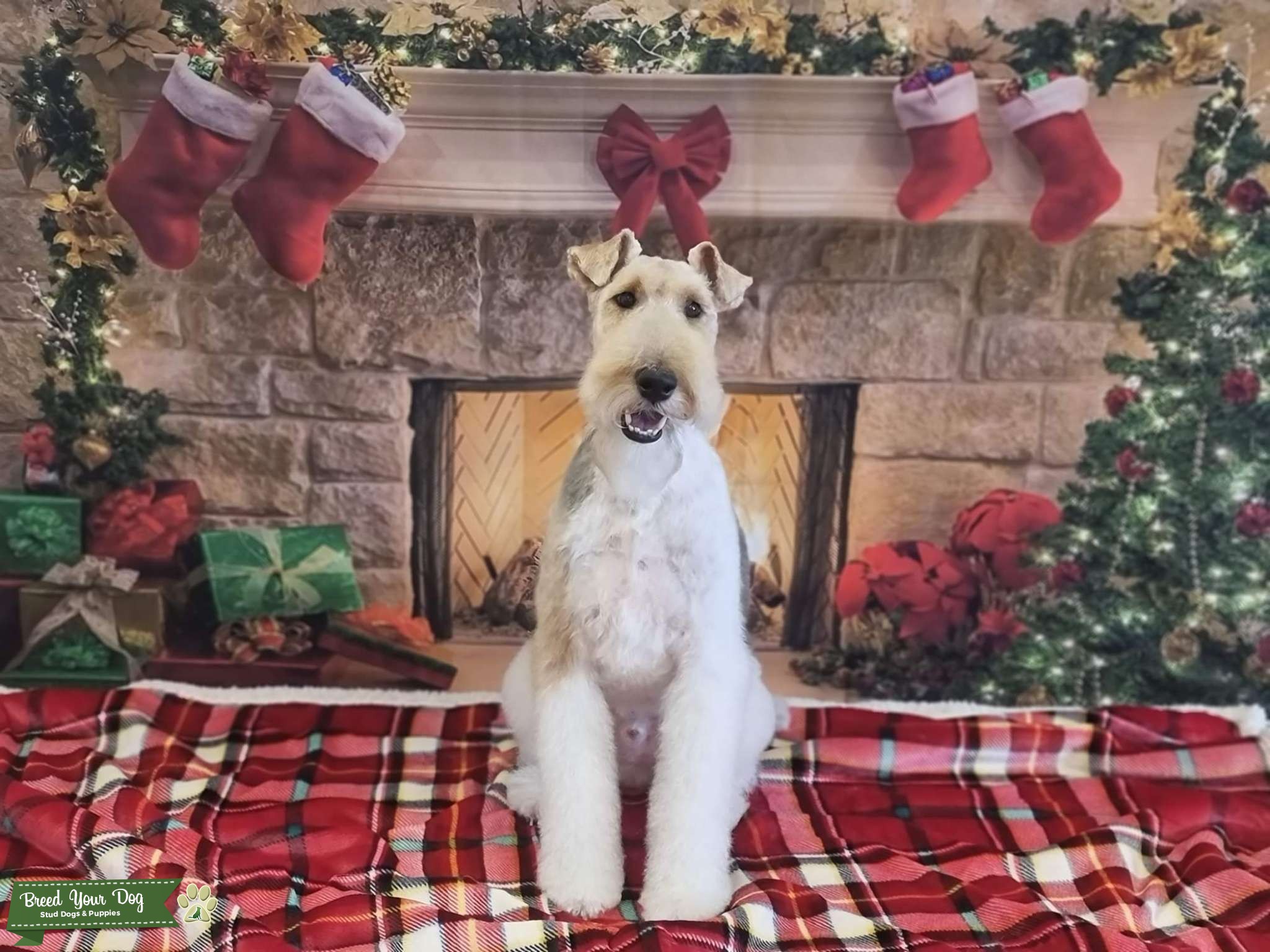 WHFT For stud Stud Dog Northumberland Breed Your Dog