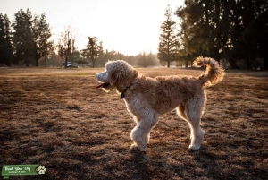 Goldendoodle Stud Listing Image