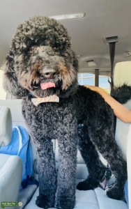 Standard Goldendoodle  Listing Image