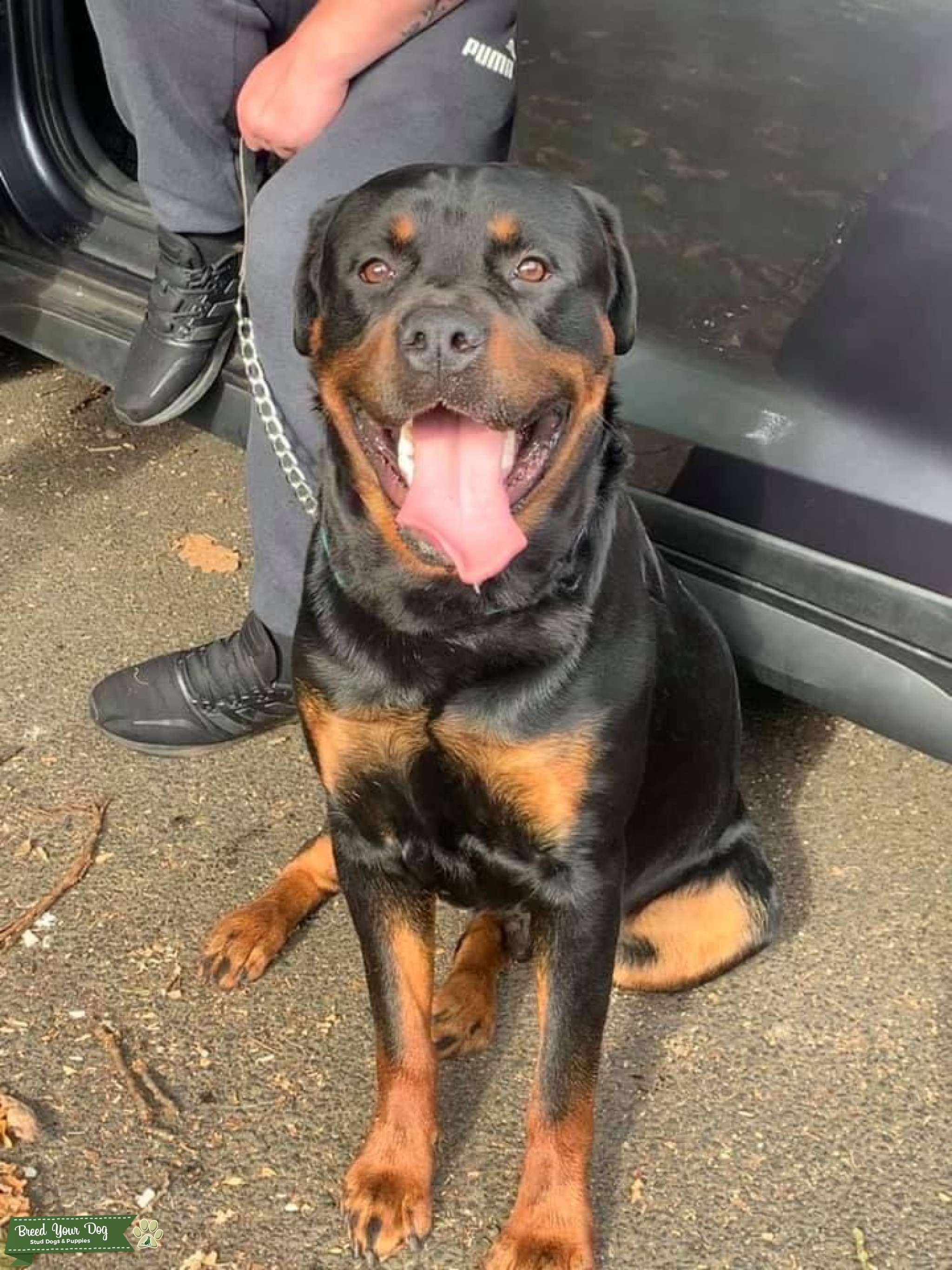 Proven Rottweiler Stud Stud Dog in Ellesmere Port , United States