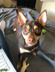 Brown & Tan Chihuahua (12 Pounds) Listing Image