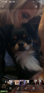 Vinny needs some puppy Love Listing Image