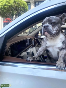 Blue Merle French Bulldog Listing Image