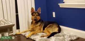 PUREBRED Black & Tan German Shepherd Dog Listing Image