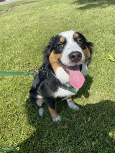 Black Tri Aussie  Listing Image