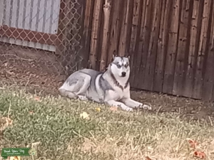 Shadow is looking for a mate Listing Image