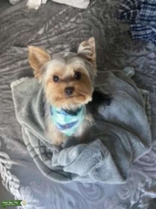 Mini yorkie stud  Listing Image