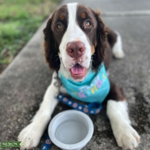 English Springer Spaniel  Listing Image
