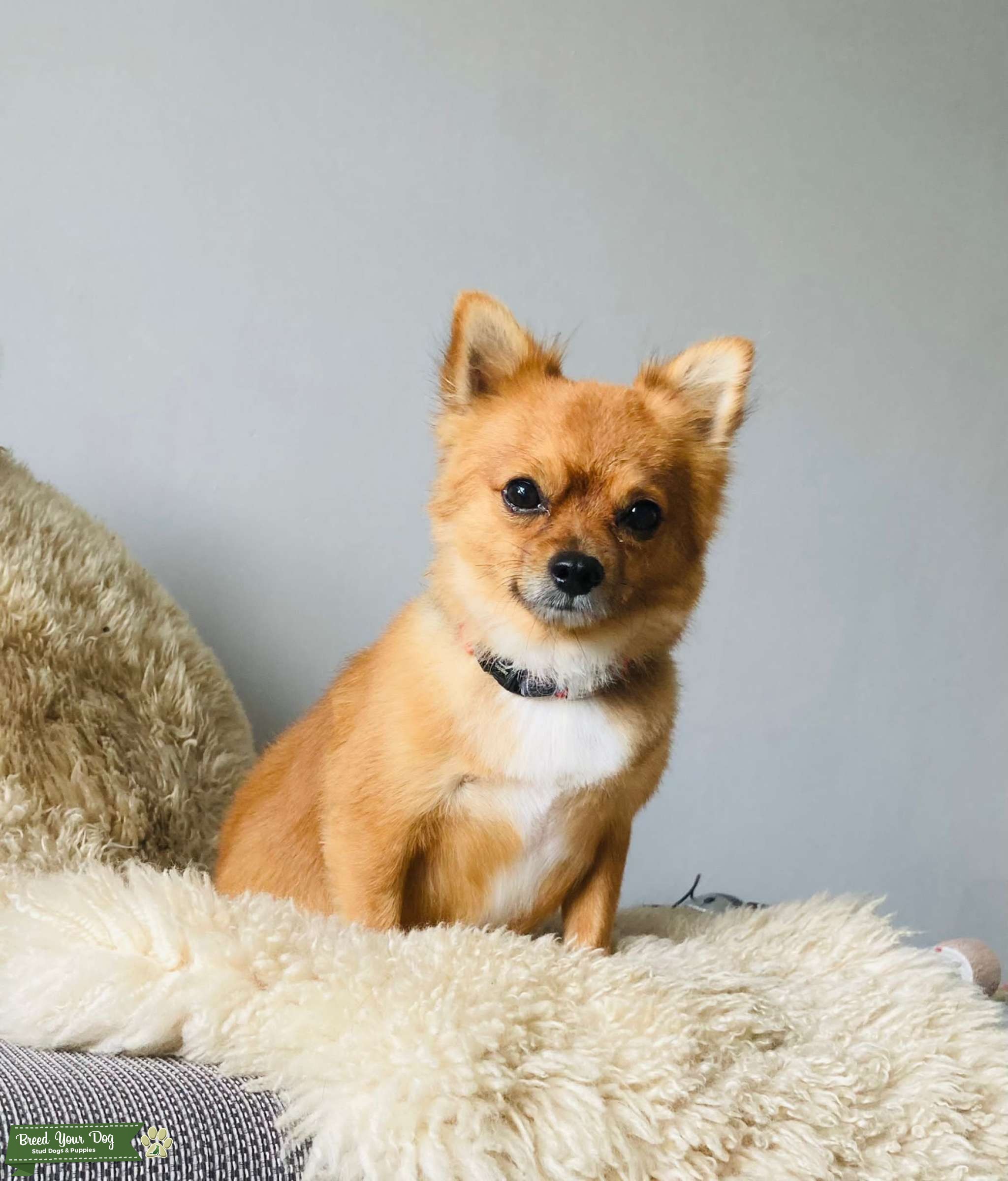 Long Haired Chihuahua Stud Dog Chelmsford Essex Breed Your Dog