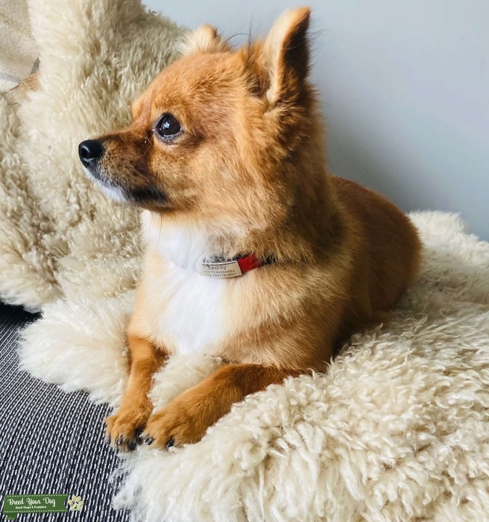 Long Haired Chihuahua Stud Dog Chelmsford Essex Breed Your Dog