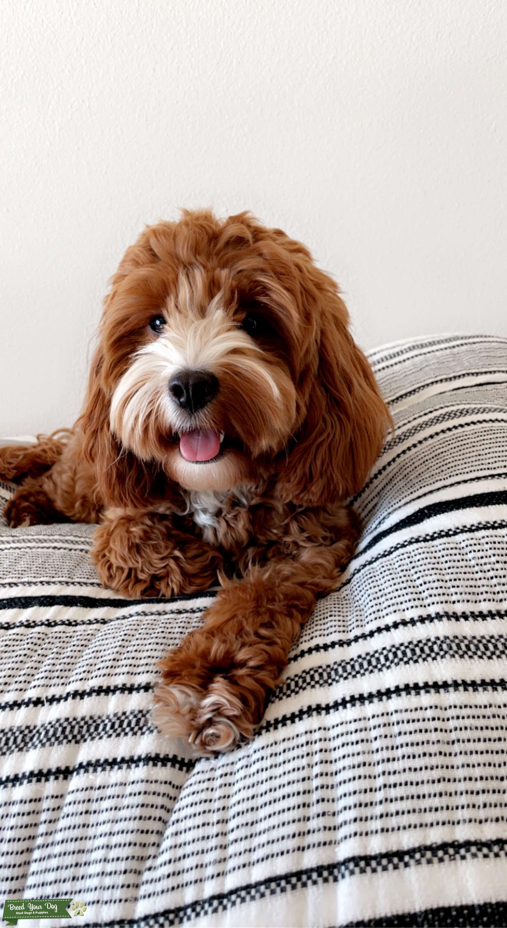 Brown white cavapoo - Stud Dog in Dallas , the United States | Breed