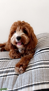 Brown white cavapoo  Listing Image