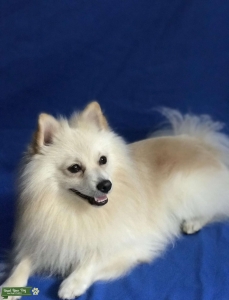 Creamy Hot SuperPom Listing Image