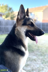 AKC Black & Tan German Bloodline German Shepherd  Listing Image
