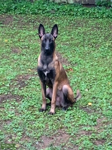 Belgian Malinois Female needing Stud Listing Image