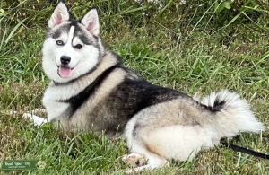 Female Pomsky  Listing Image