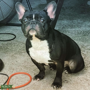 French bulldog Stud Service Listing Image