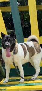 Gorgeous American Akita looking for a Stud Dog Listing Image