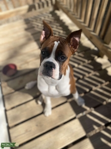 Dog stud  Listing Image