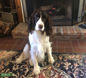 English Springer Spaniel Stud Listing Image