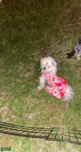 Female Maltipoo in heat now!!! Listing Image