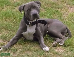 Pure American Staffordshire Terrier Listing Image