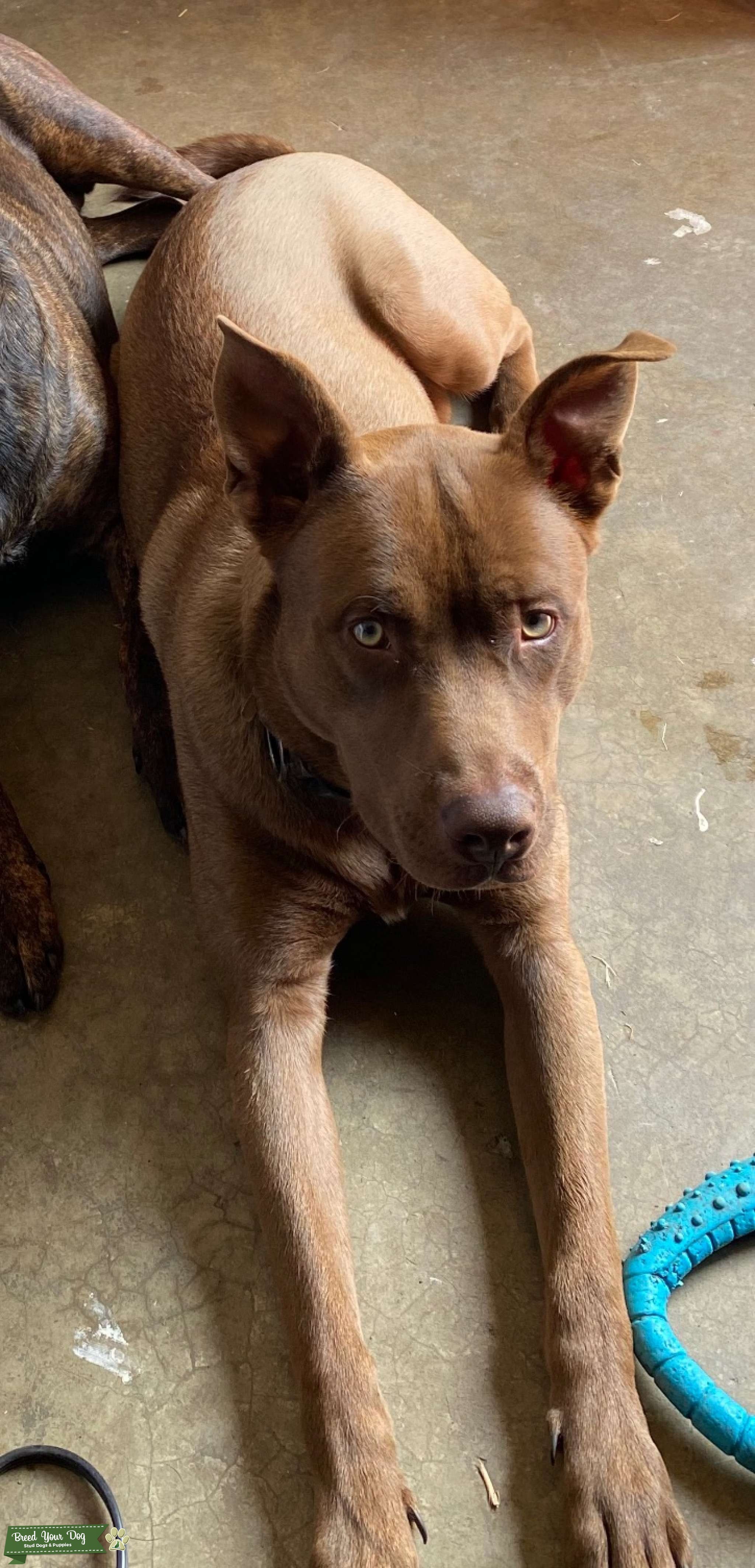 1 year old Siberian husky pit mix Stud Dog Las Vegas, Navada Breed