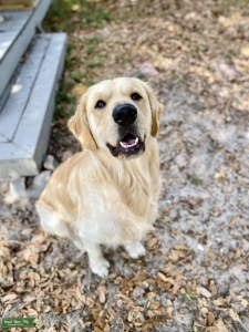 Golden Retriever: English Cream/American Listing Image