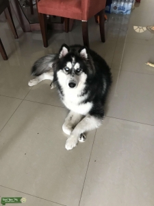 Siberian Husky Male, Want Puppy(s) Listing Image