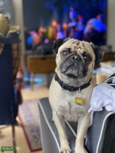 Healthy great sized FAWN Pug Listing Image