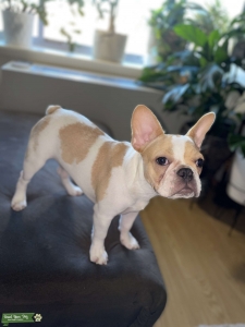 Cream/Piebal male French bulldog  Listing Image