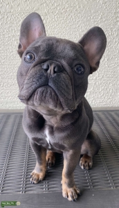 Micro Blue and Tan French Bulldog Listing Image