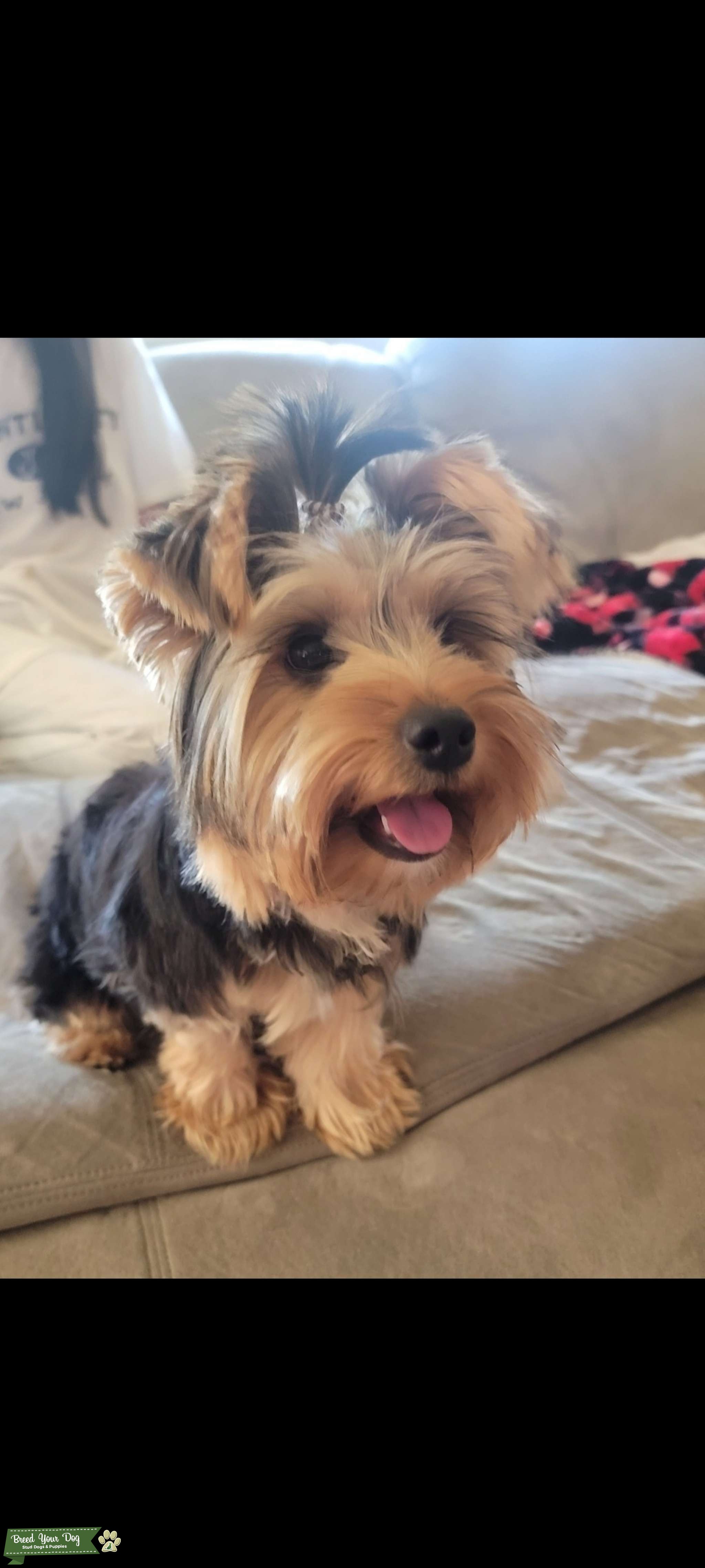Playful Yorkie Furbaby Stud Dog in Sacramento , the United States