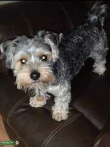 Morkie Stud Listing Image