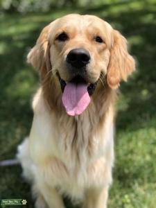 Beautiful Golden Boy Listing Image