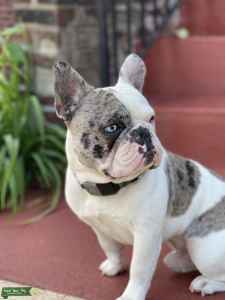 bulldog pied merle