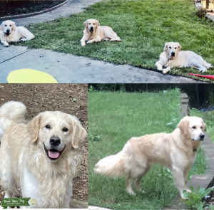 AKC English Cream Golden Retriever  Stud  Listing Image