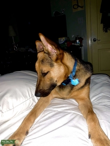 Male/Stud Shepinois Listing Image