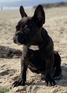 Chocolate Brindle Frenchie Listing Image
